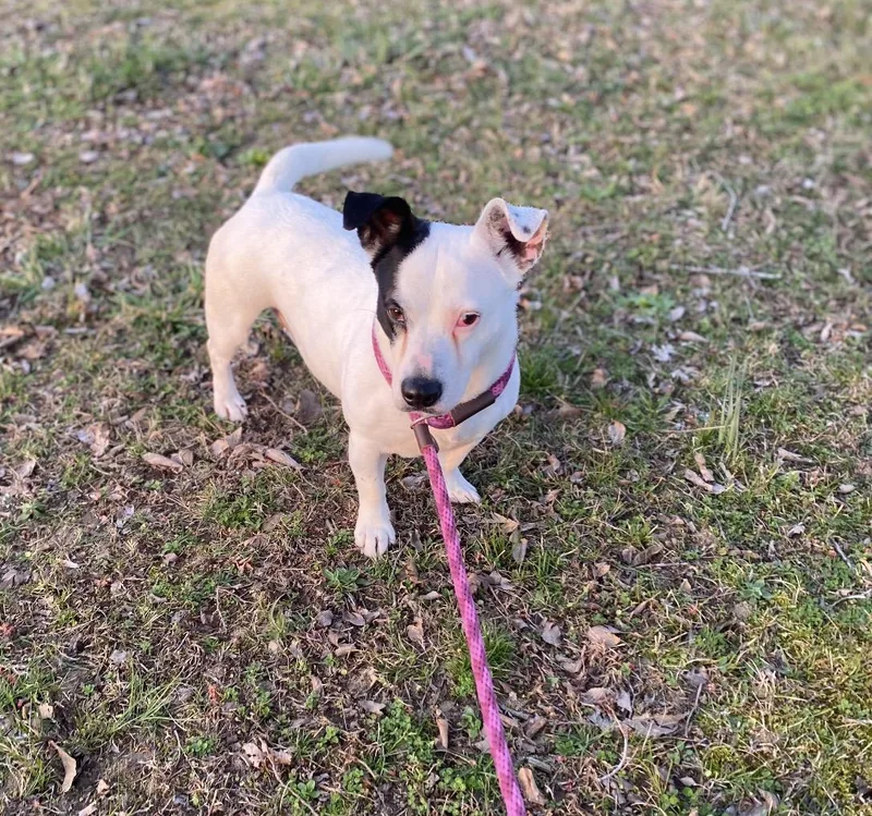 Shortcake thumbnail 3