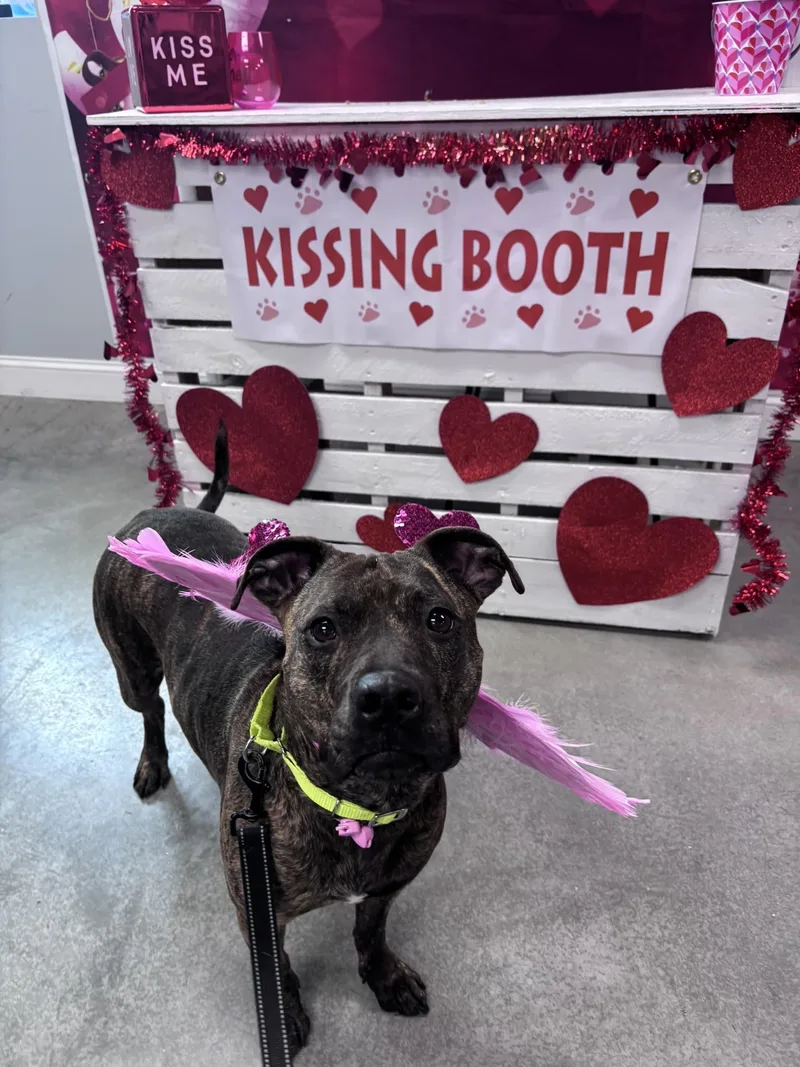 Bonded Pair Ellie And thumbnail 5