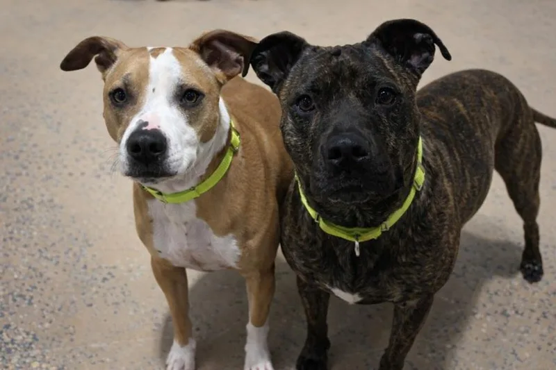 Bonded Pair Ellie And