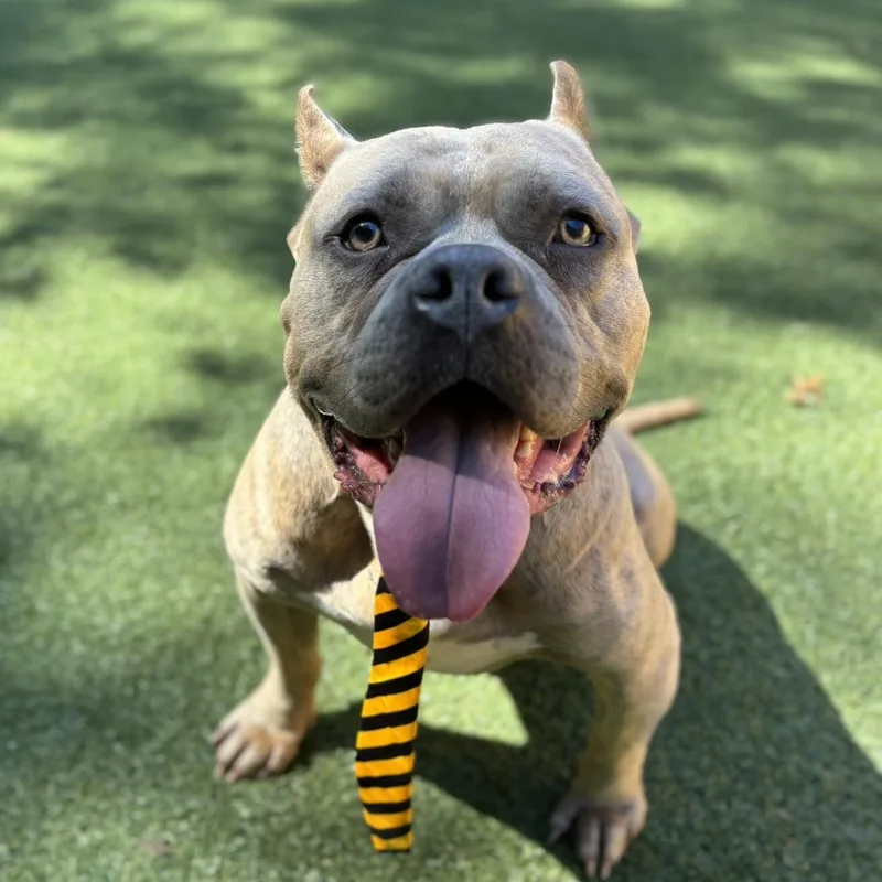 Espresso thumbnail 3