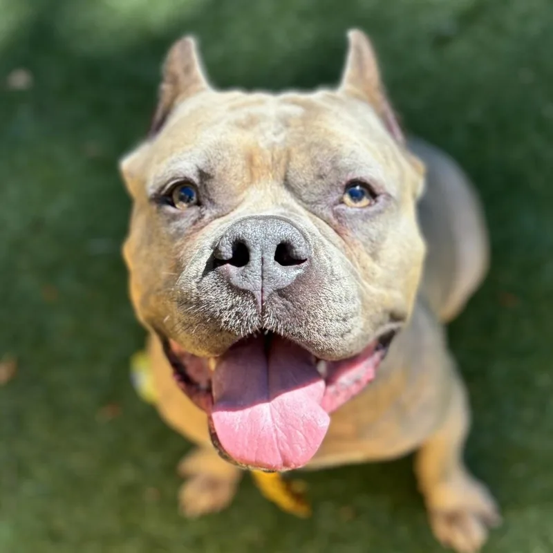 Espresso thumbnail 4