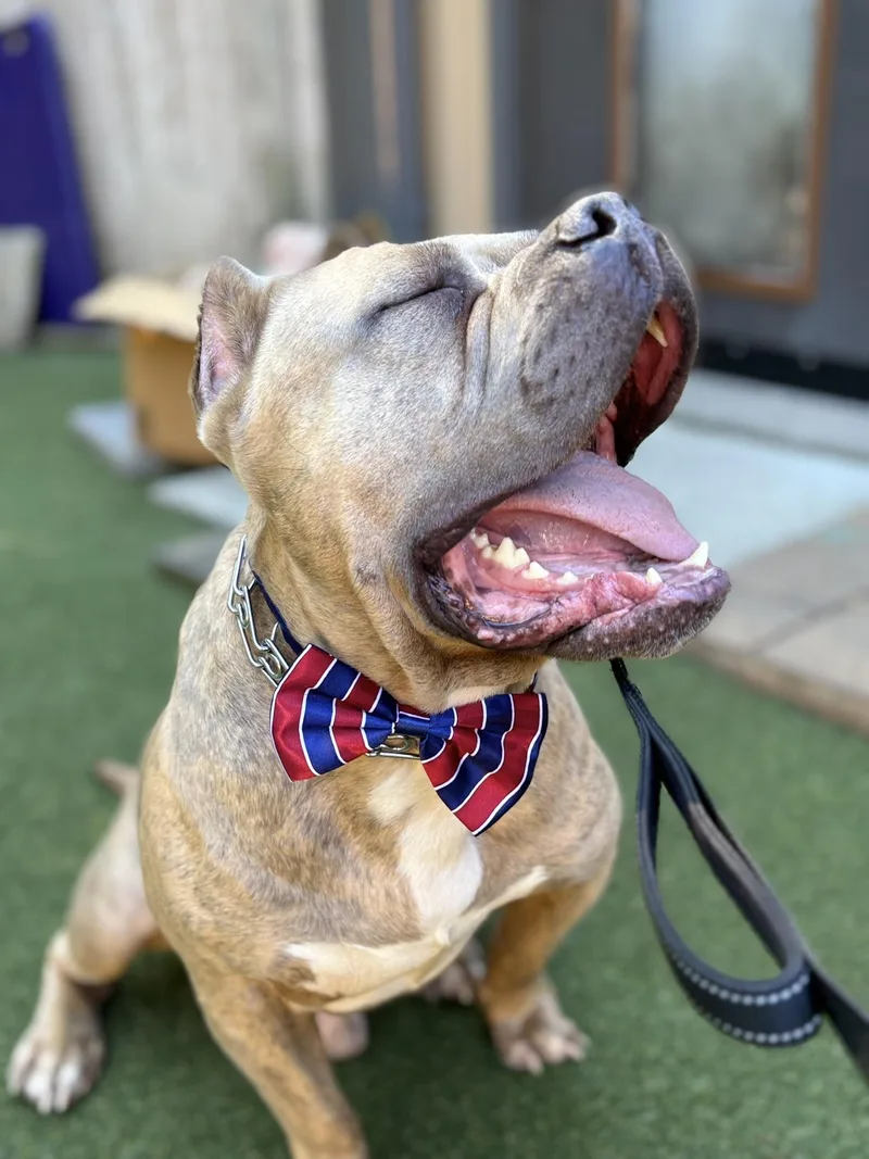 Espresso thumbnail 5