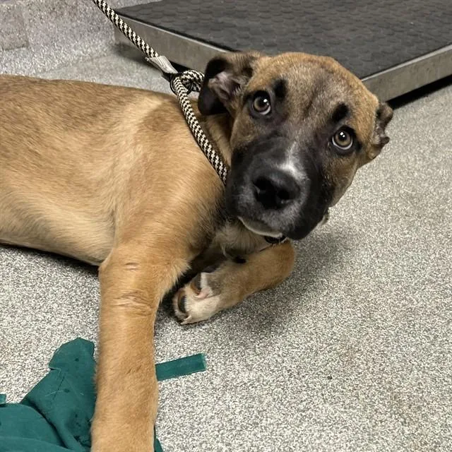 Mayweather thumbnail 3