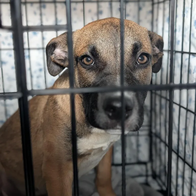 Mayweather thumbnail 4