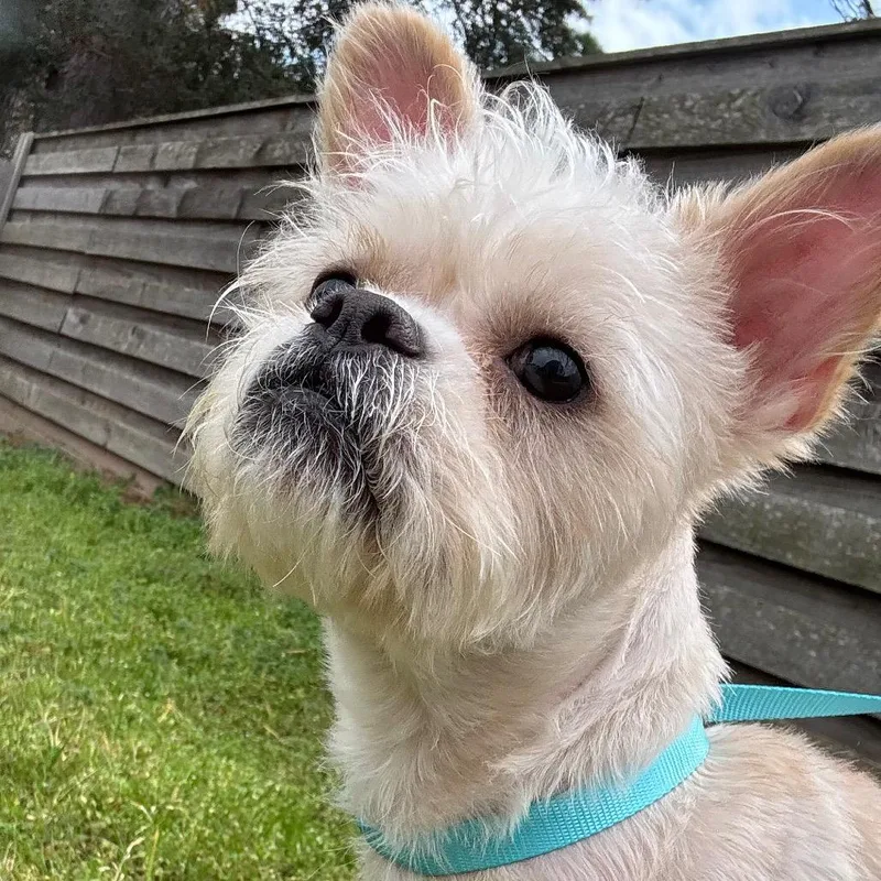 Dixie Lou thumbnail 2