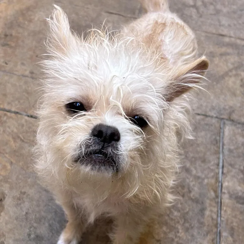 Dixie Lou thumbnail 3