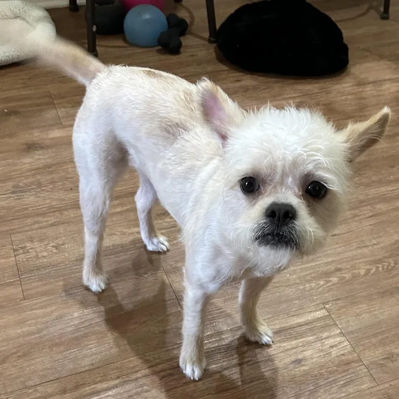 Dixie Lou thumbnail 4