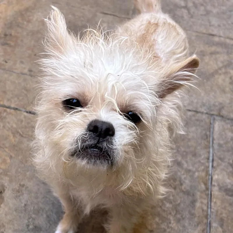 Dixie Lou thumbnail 5