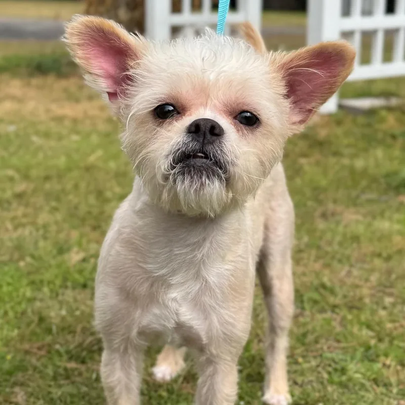 Dixie Lou thumbnail 6