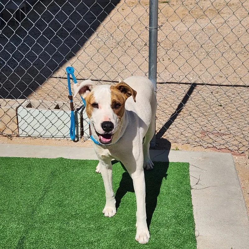 Gulliver thumbnail 2