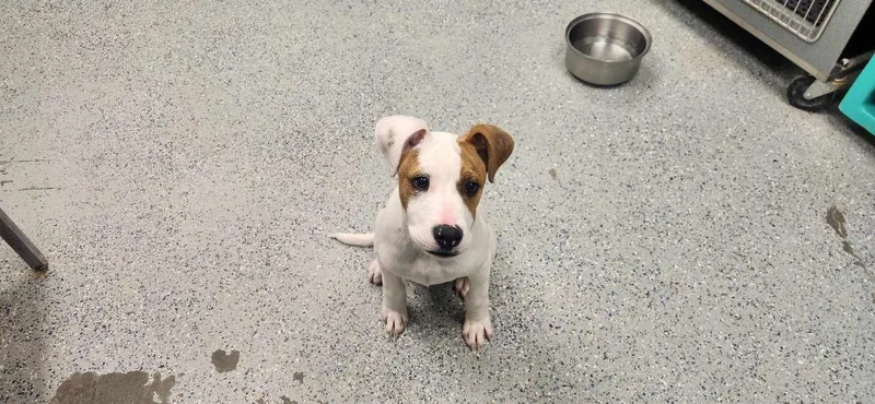 Gulliver thumbnail 3