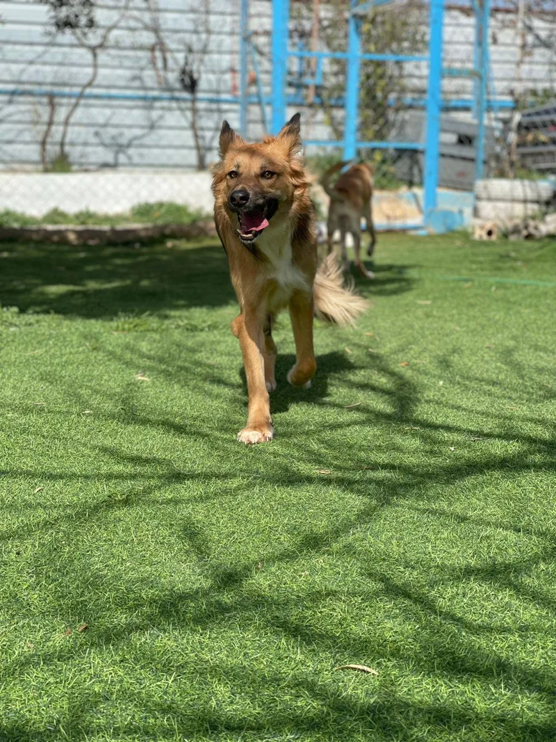 Hiba  The Special thumbnail 2