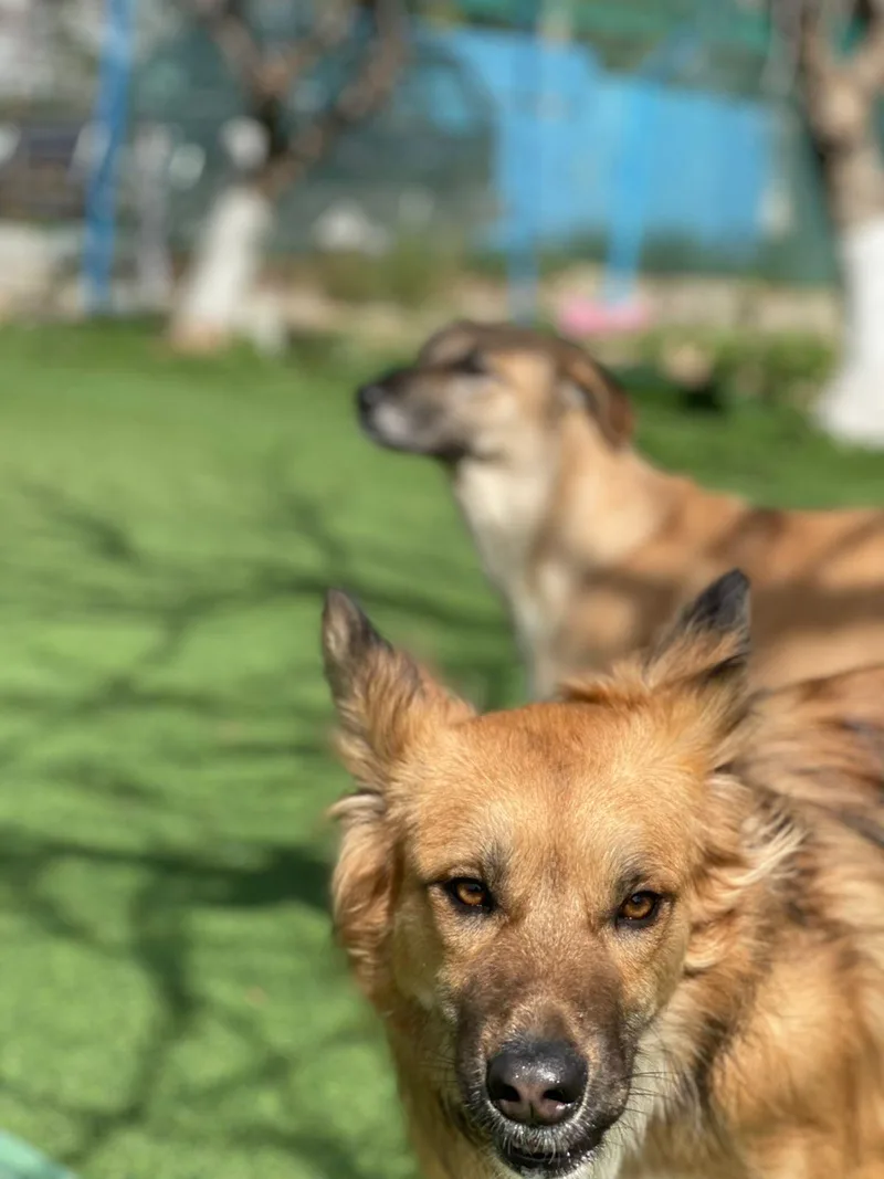 Hiba  The Special thumbnail 3