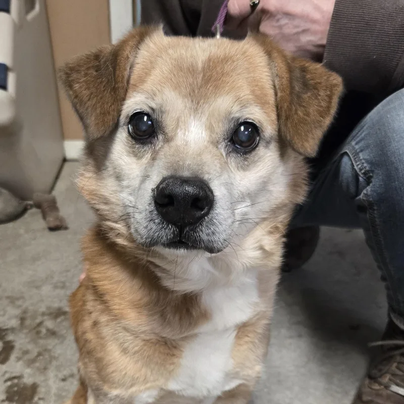 Snickers thumbnail 2