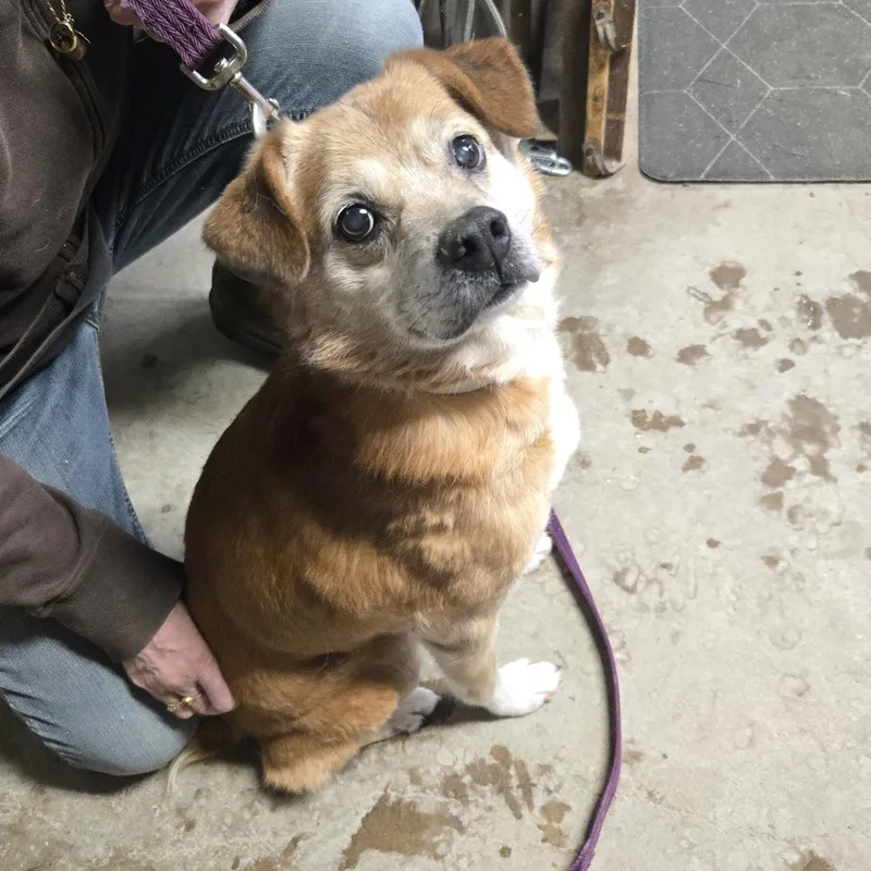 Snickers thumbnail 3