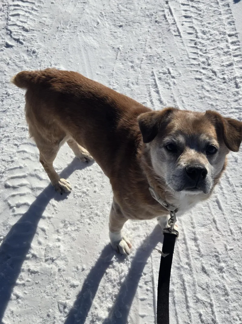 Snickers thumbnail 4