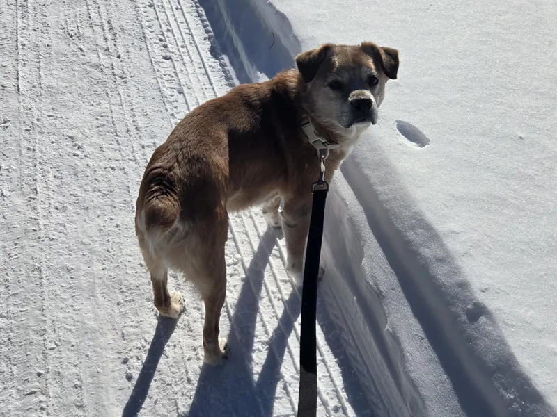 Snickers thumbnail 5