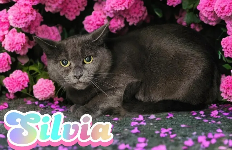 Silvia