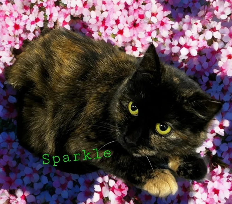 Sparkle thumbnail 2