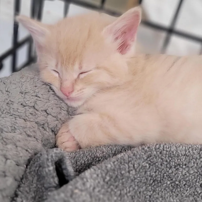 Josiah  Aka Speedy thumbnail 2