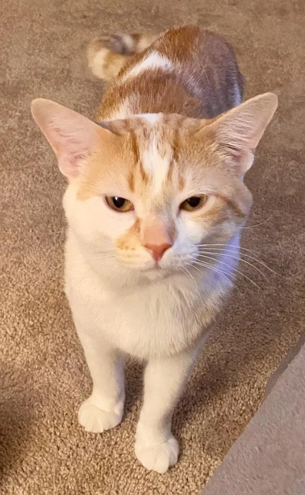 Dublin Bonded Pair With