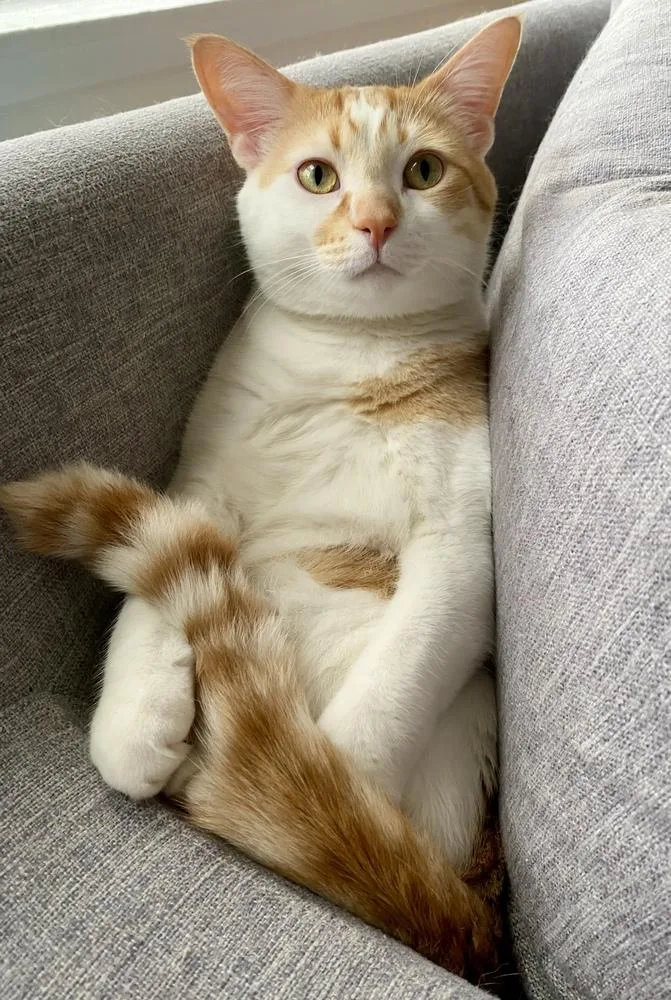 Dublin Bonded Pair With thumbnail 2