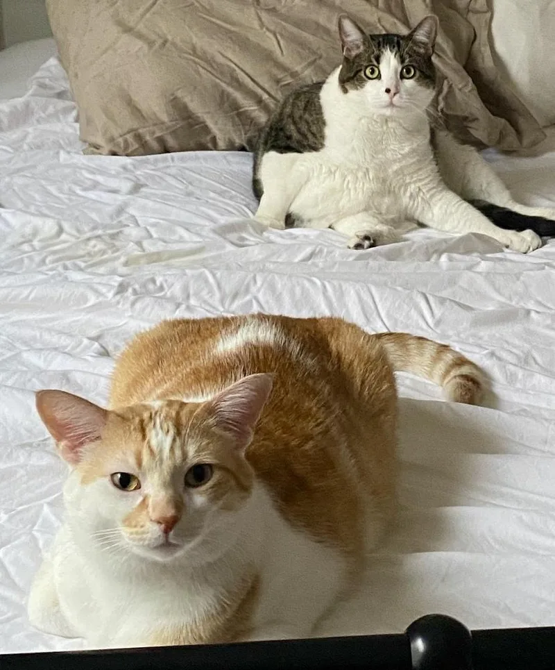 Dublin Bonded Pair With thumbnail 3