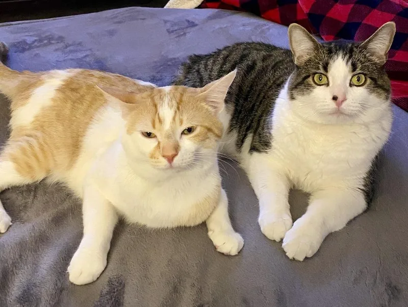 Dublin Bonded Pair With thumbnail 4