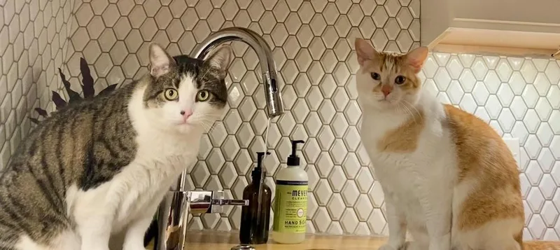 Dublin Bonded Pair With thumbnail 5