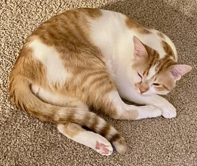 Dublin Bonded Pair With thumbnail 6