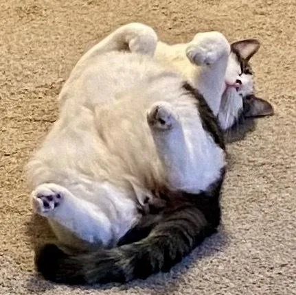 Blu Bonded Pair With