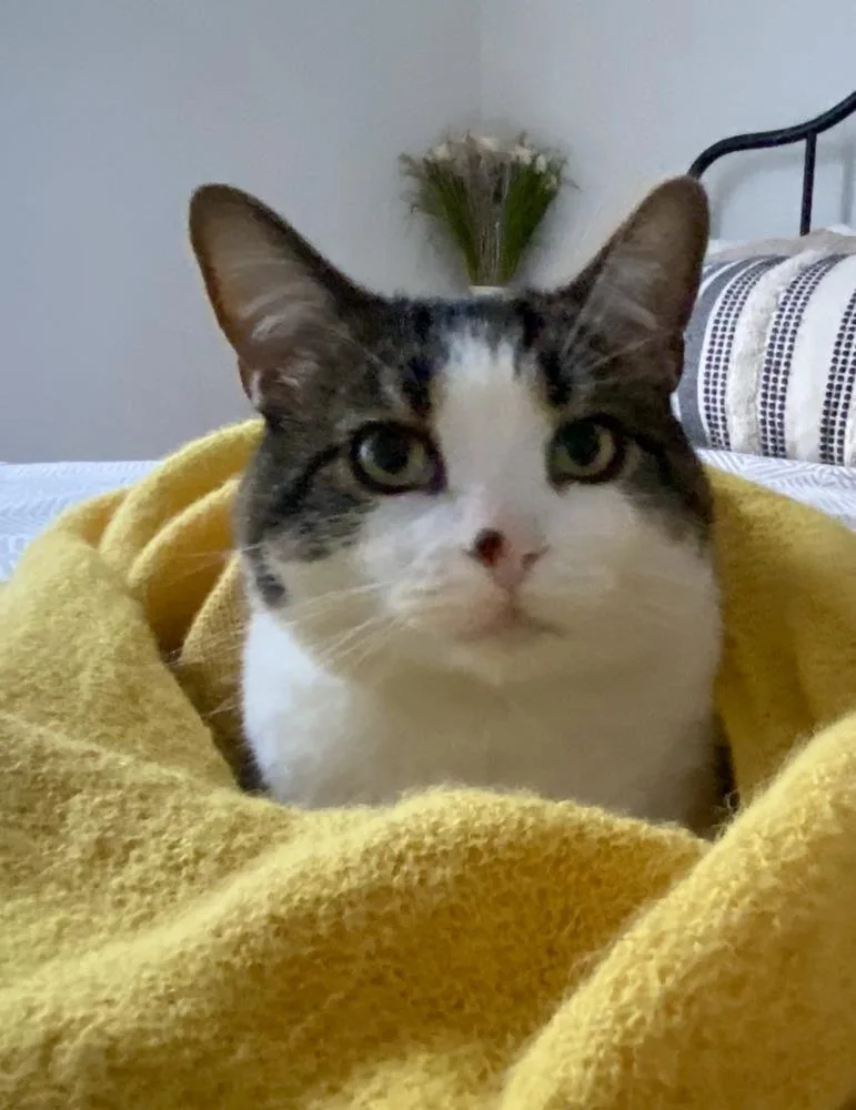 Blu Bonded Pair With thumbnail 2