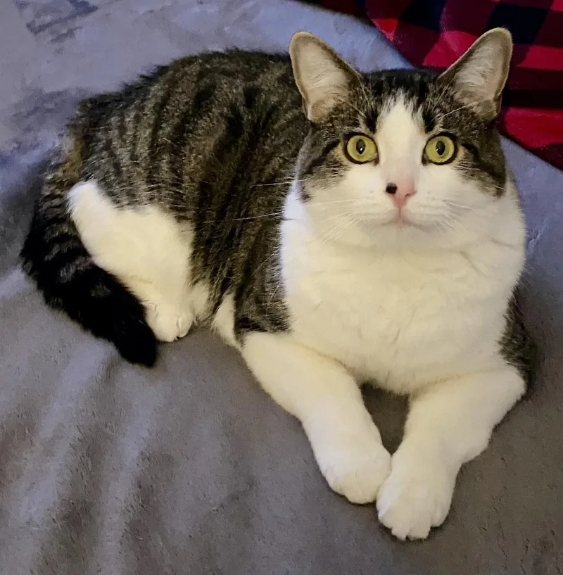 Blu Bonded Pair With thumbnail 3