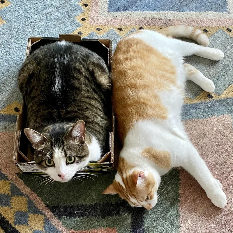 Blu Bonded Pair With thumbnail 4