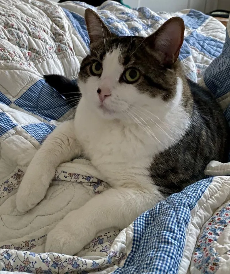 Blu Bonded Pair With thumbnail 5