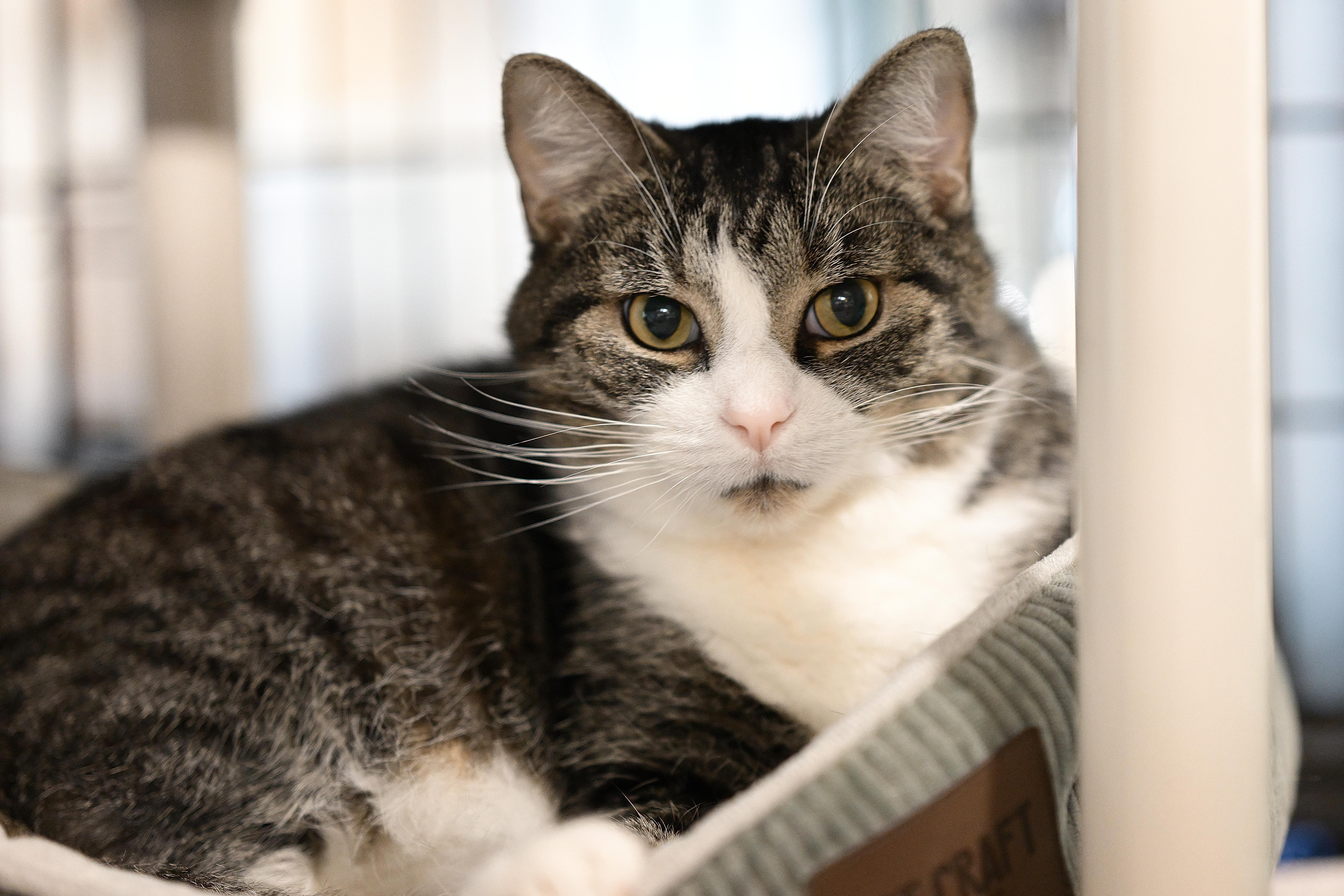 Casanova thumbnail 3