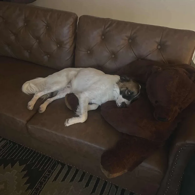 Cinnamon thumbnail 3