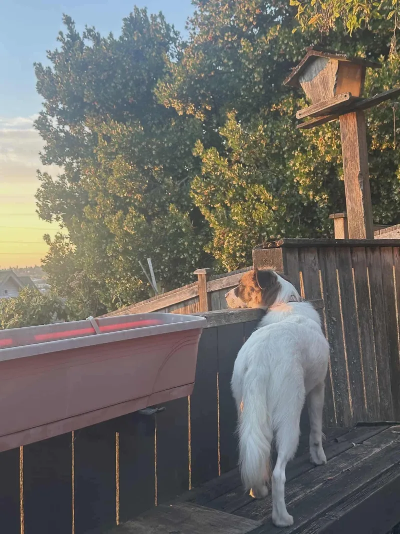 Cinnamon thumbnail 4