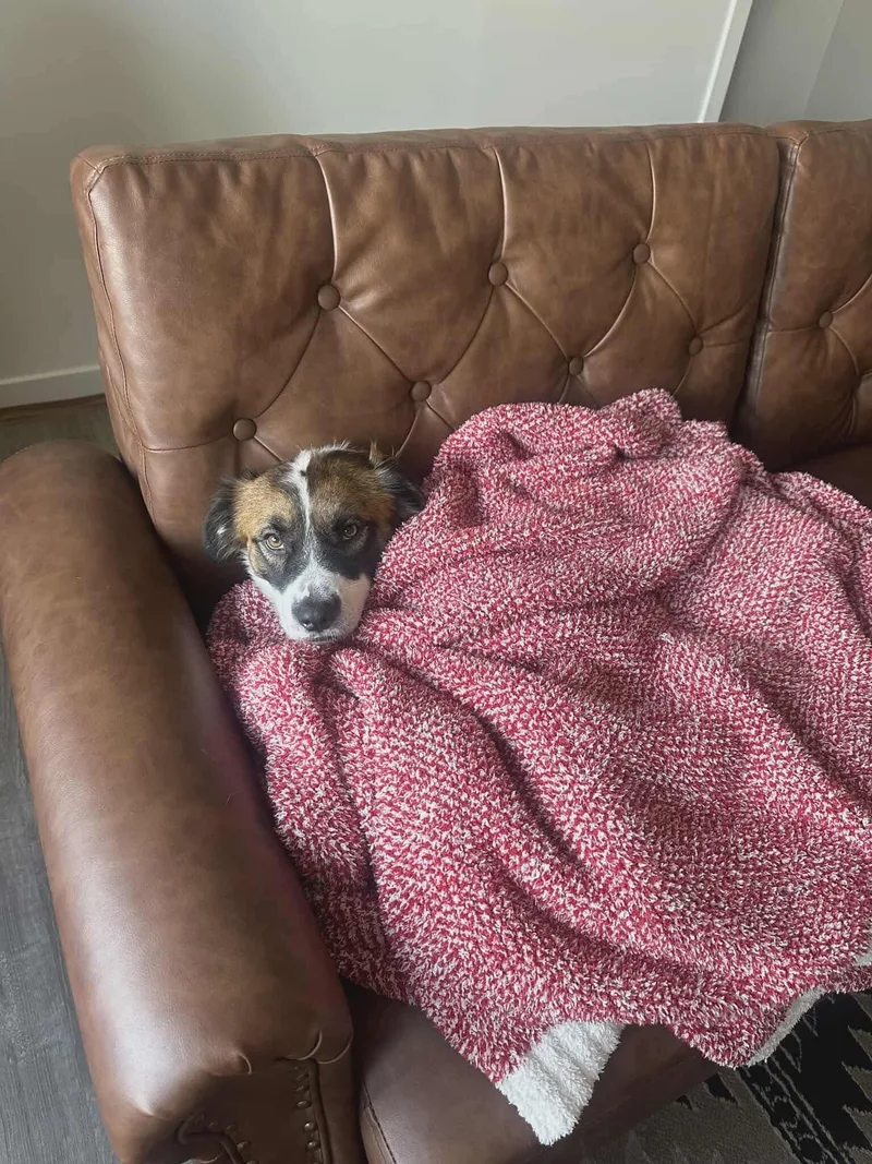 Cinnamon thumbnail 5