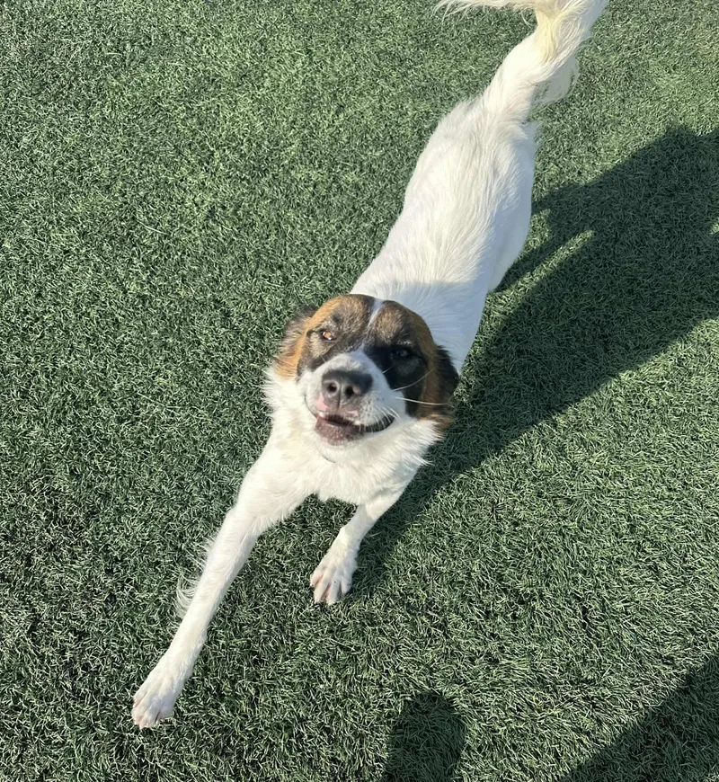 Cinnamon thumbnail 6