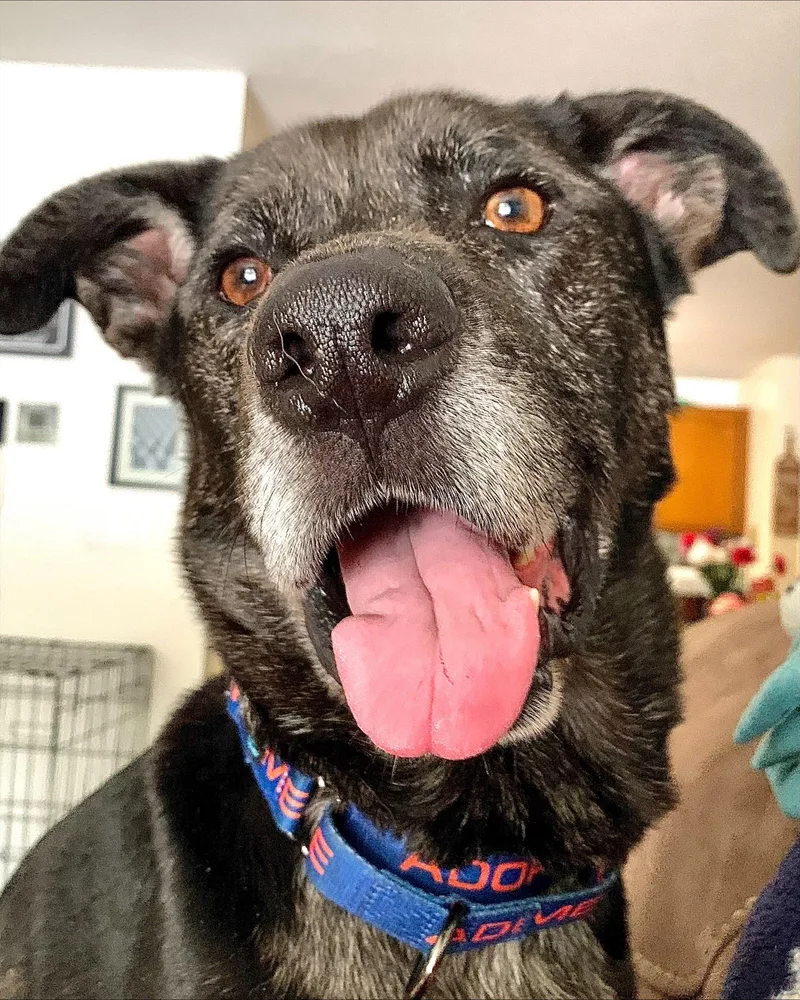 Kent  Nh thumbnail 6