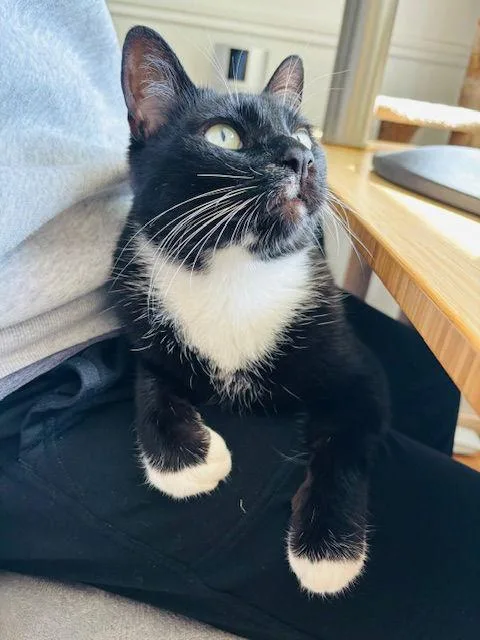 Lupine  _ Offered thumbnail 2