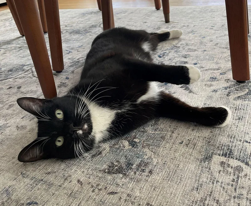 Lupine  _ Offered thumbnail 3