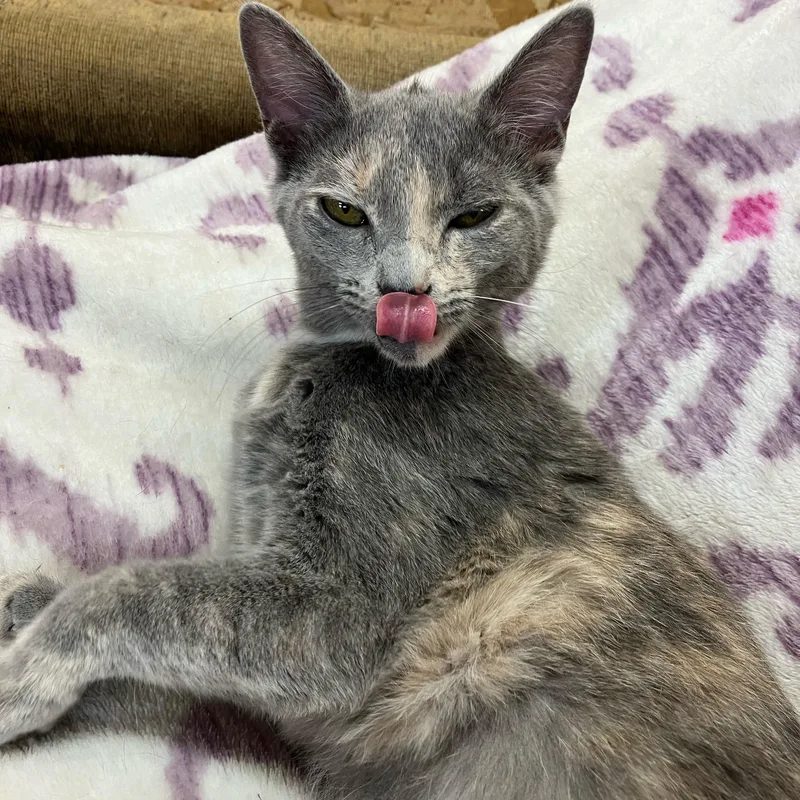 Pewter And Platinum thumbnail 2