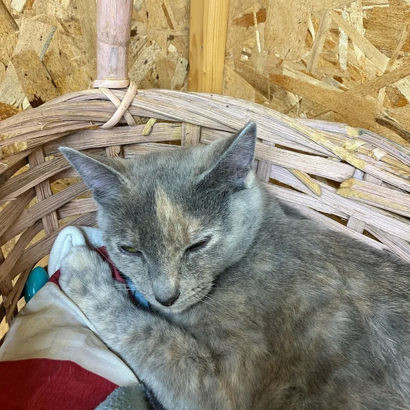 Pewter And Platinum thumbnail 4