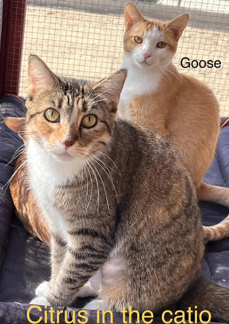 Goose thumbnail 4