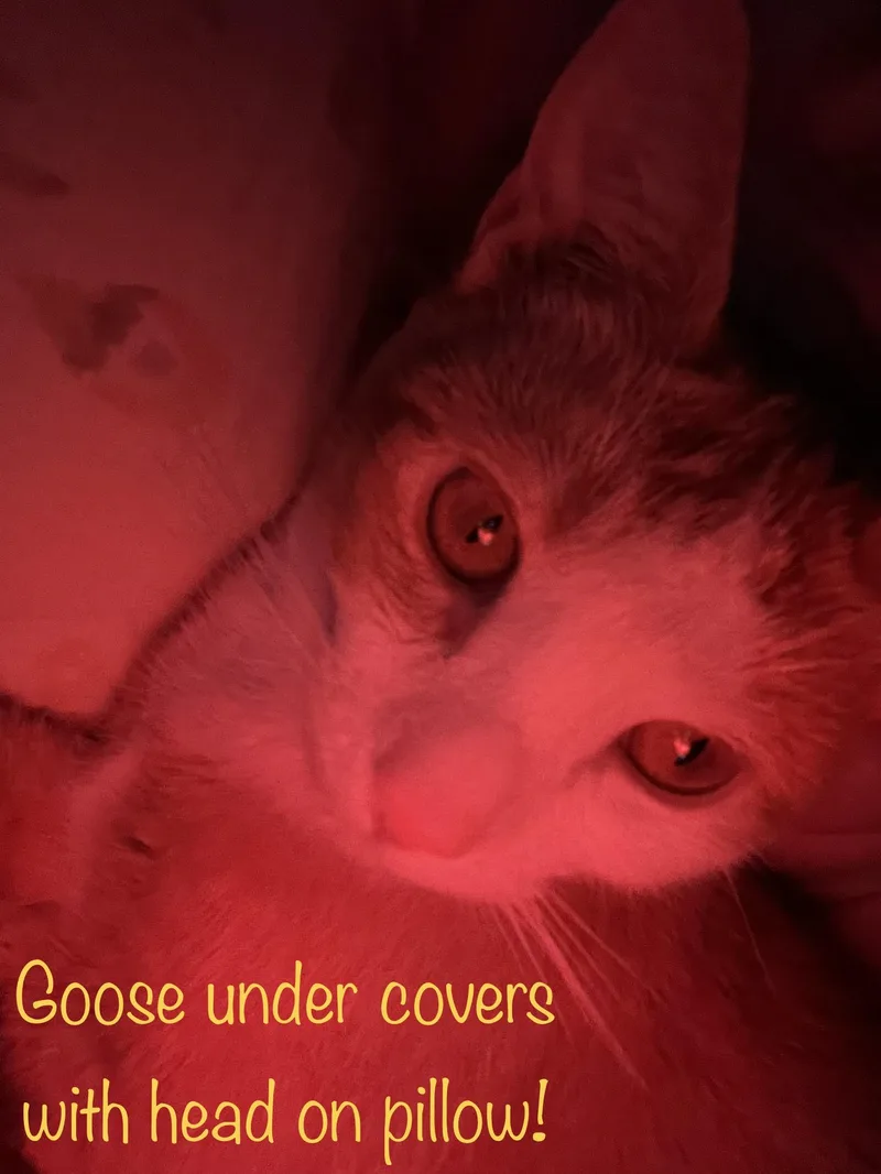Goose thumbnail 6