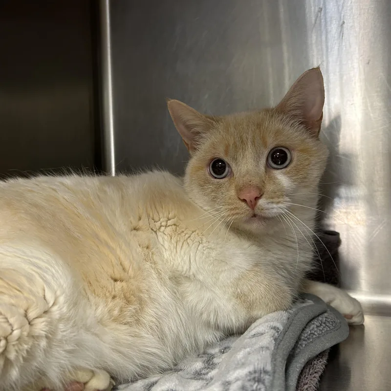 Snowball thumbnail 2