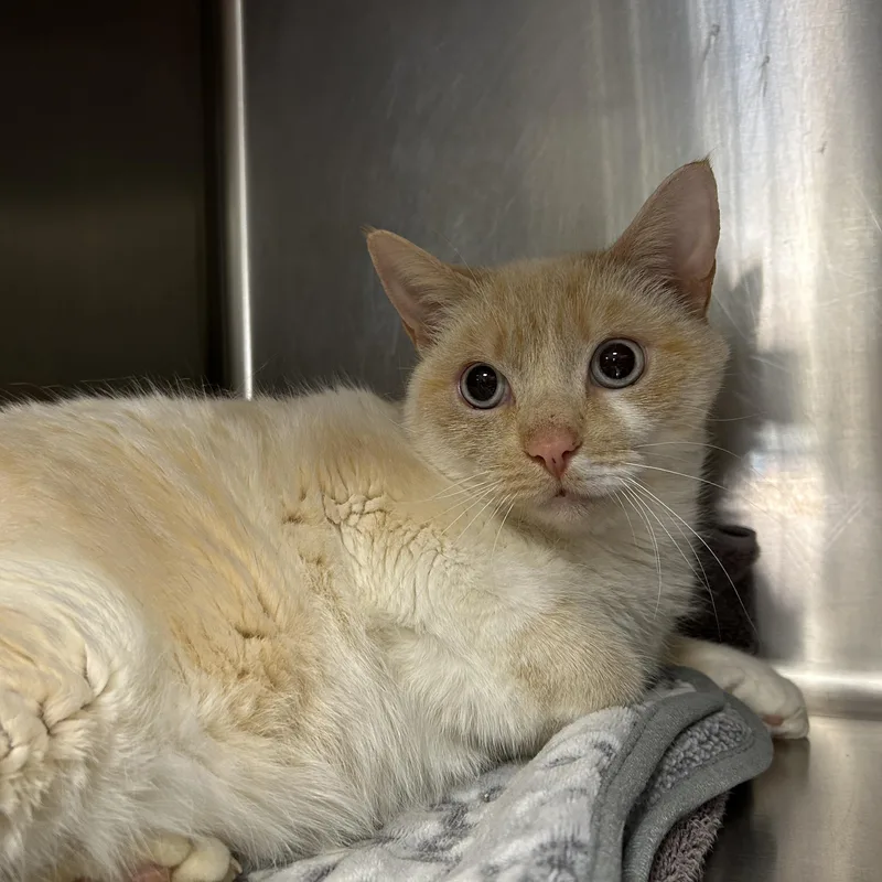 Snowball thumbnail 3