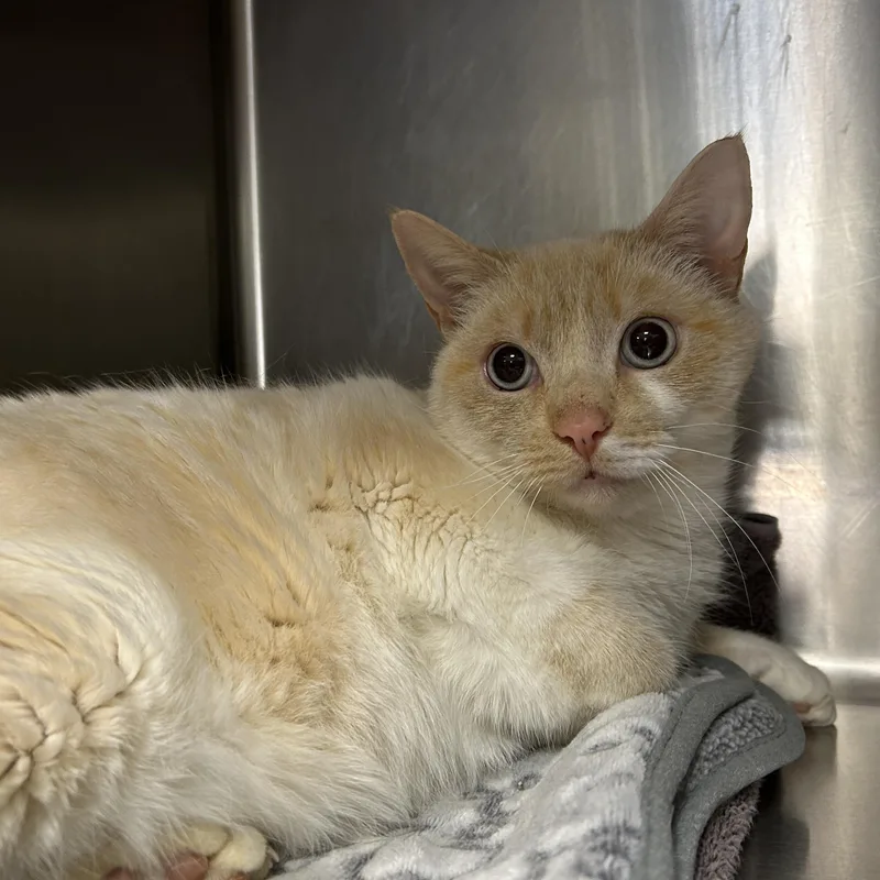 Snowball thumbnail 4